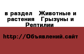  в раздел : Животные и растения » Грызуны и Рептилии 